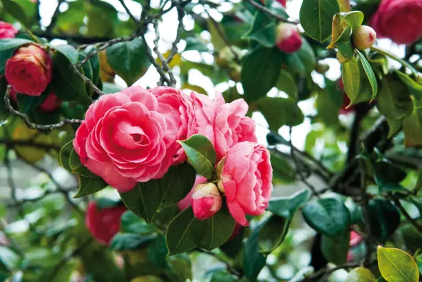 Nahaufnahme von einem Rosenbusch.