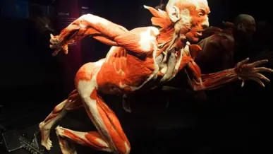 Body Worlds museum - City break to Berlin with H-Hotels.com - Official website