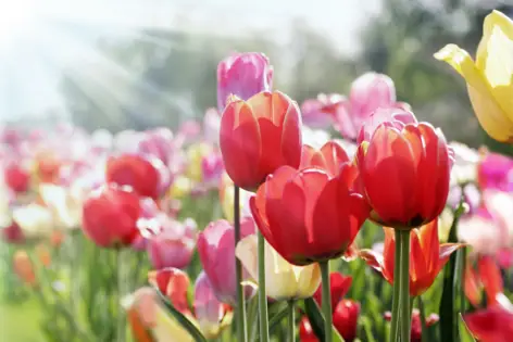 Farbenprächtige Tulpen im Erfurter egapark 