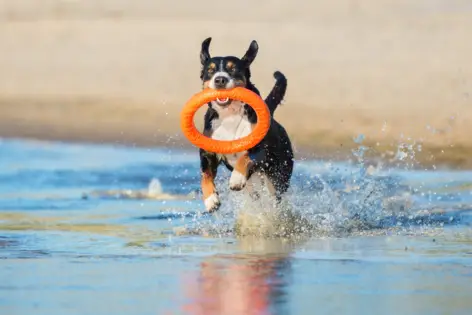 Urlaub mit Hund an der Ostsee - H-Hotels.com - Offizielle Webseite