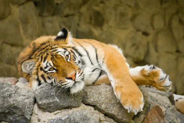 Ein Tiger liegt entspannt auf einem Stein.