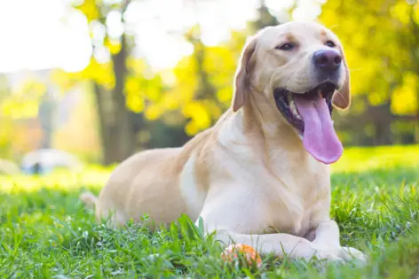 Ein Labrador liegt auf einer Wiese.