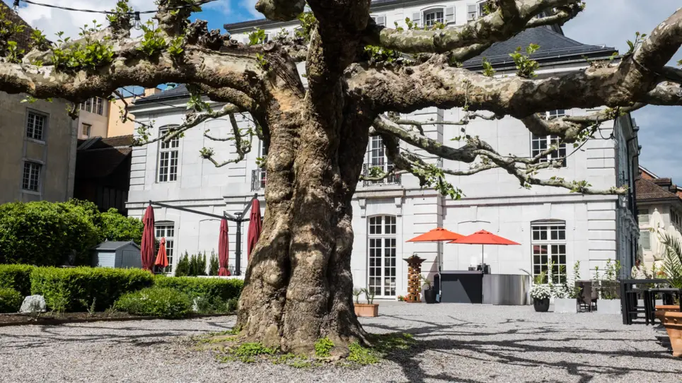 Großer Baum mit großen Ästen mitten im Garten vom Palais Besenvahl.