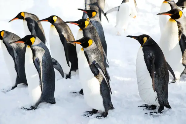 Eine Gruppe von Pinguin läuft von rechts nach links.