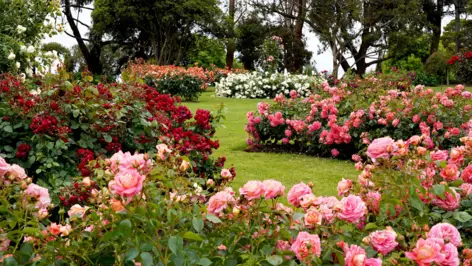 Viele verschiedenfarbige Rosenbüsche.