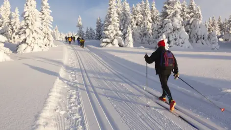 Skilangläufer auf einer Loipe. Im Hintergrund ist eine Gruppe von Skilangläufern.