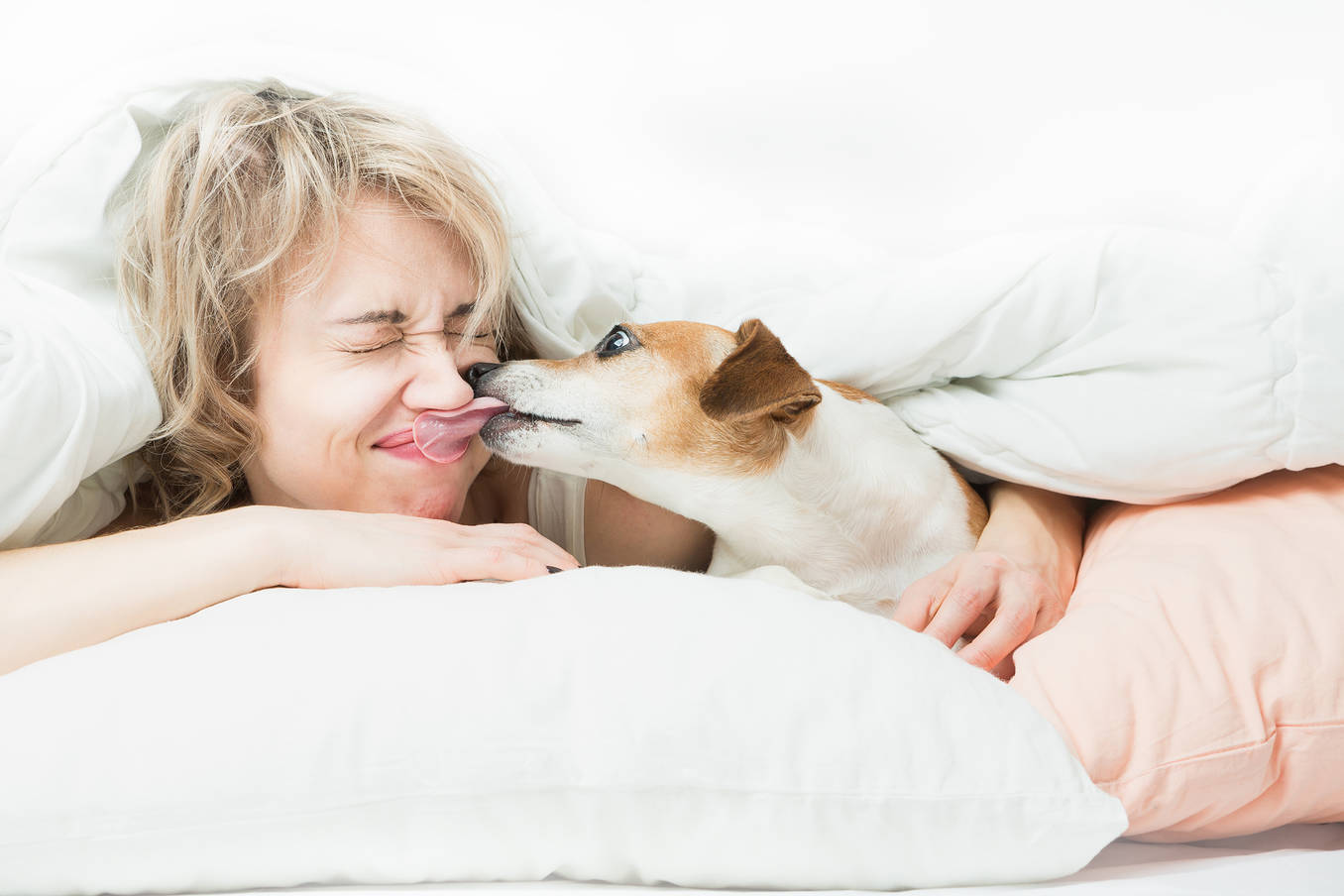 Ideale Vorbereitung Für Ihren Urlaub Mit Hund H 5841