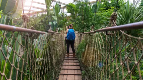 Eine Frau steht auf einer Hängebrücke in der Tropenhalle und Fotografiert die Pflanzen.