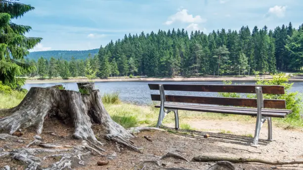 Sitzbank an einem See. Am anderen Ufer ist ein sehr großer Wald.