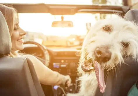 Tipps für die Autofahrt mit Hund - H-Hotels.com - Offizielle Webseite