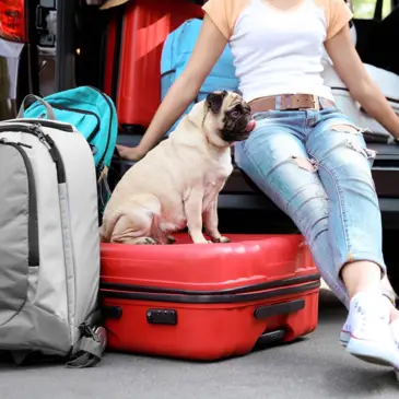 Reisetipps für Urlaub mit Hund - H-Hotels - Offizielle Webseite