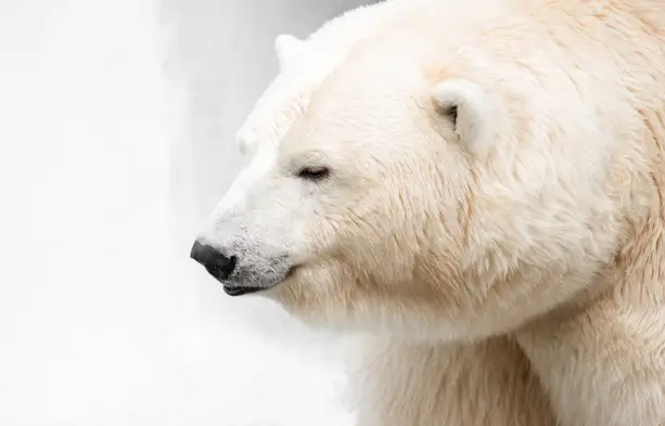 Detailierte Aufnahme von einem Eisbären