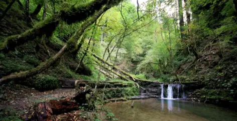 Kleiner Bach im Wald vom Naturpark TERRA.vita.