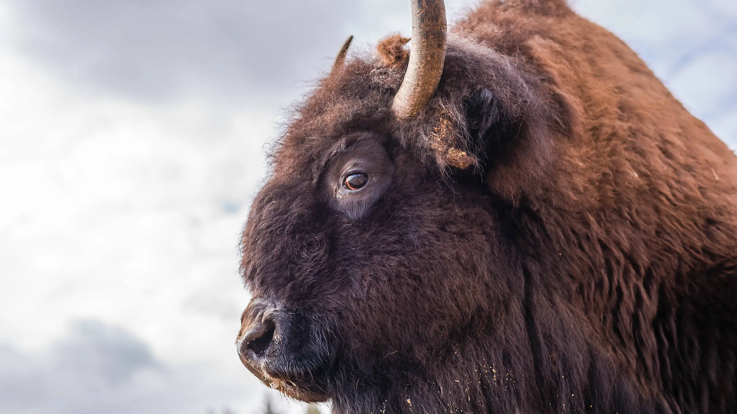 Close-up of a bison