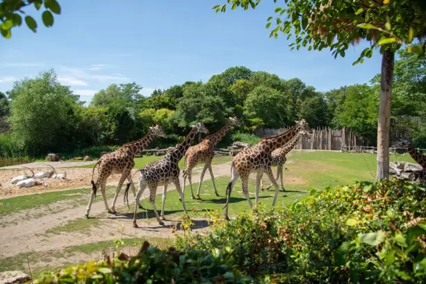 Lo zoo di Lipsia - H2 Hotel Leipzig